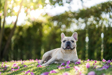 Cute french bulldog lying on grass under Bauhinia purpurea tree in the garden.