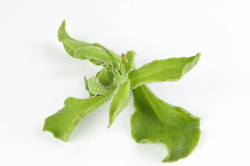 Ice plant vegetable greed frosty leaf