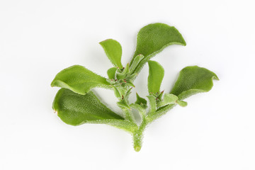 Ice plant vegetable greed frosty leaf