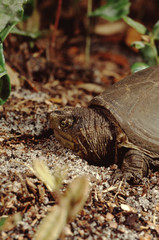 Eastern Mud Turtle (Kinosternon Subrubrum)