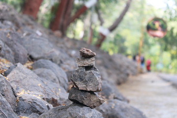 lizard on rock