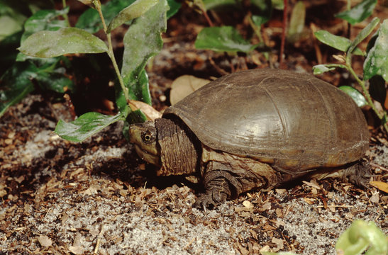 Eastern Mud Turtle (Kinosternon Subrubrum)