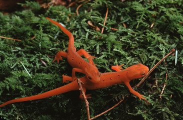 Eastern Newt Red Eft (Notophthalmus Viridescens)