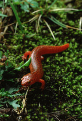 Eastern Newt Red Eft (Notophthalmus Viridescens)