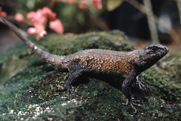 Florida Scrub Lizard (Sceloporus Woodi)
