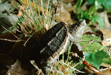 Florida Snapping Turtle (Chelydra Serpentina Osceola) Baby