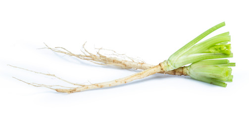 coriander vegetable isolated on white background