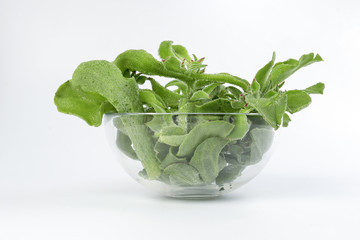 Ice plant vegetable greed frosty leaf