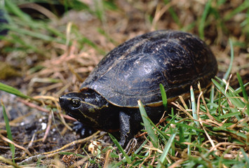 Striped Mud Turtle (Kinosternon Baurii)