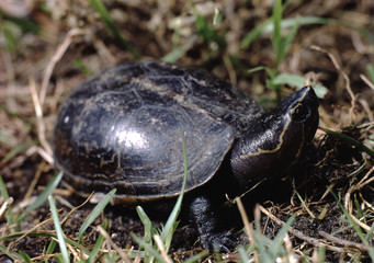Striped Mud Turtle (Kinosternon Baurii)