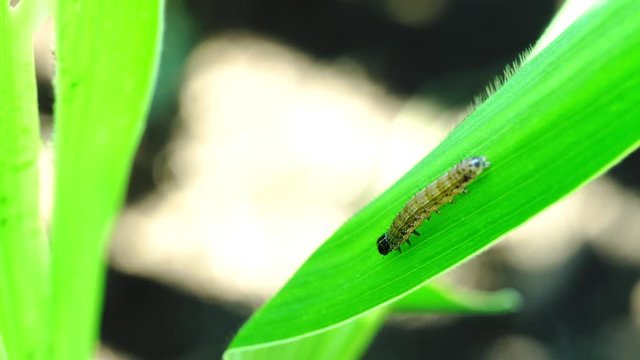 Fall armyworm (Spodoptera frugiperda) on maize,Fall armyworm and diet methods.