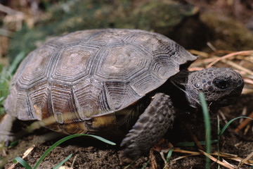 Gopher Tortoise (Gopherus Polyphemus)