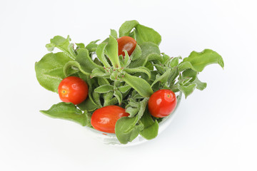 Ice plant vegetable greed frosty leaf