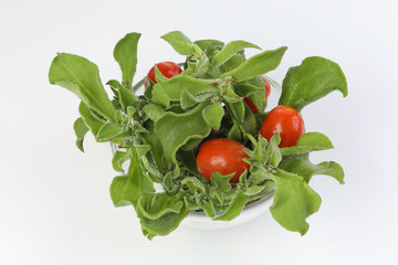 Ice plant vegetable greed frosty leaf