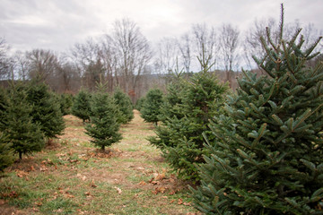 Near and Far Douglas Firs at the Tree Farm Time for Christmas trees, fun with the family. Find and...