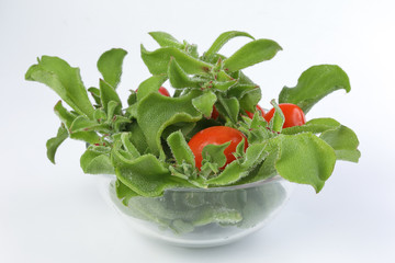Ice plant vegetable greed frosty leaf