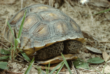 Gopher Tortoise (Gopherus Polyphemus)