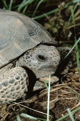 Gopher Tortoise (Gopherus Polyphemus)