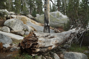 Yosemite and surrounds