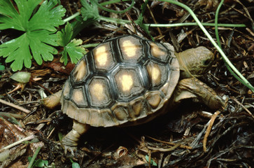 Gopher Tortoise (Gopherus Polyphemus) Baby