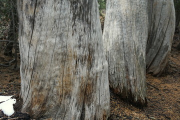 Yosemite and surrounds