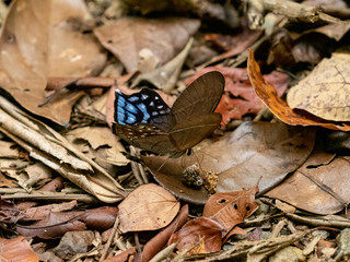 フトオハカマジャノメ