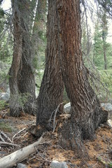 Yosemite and surrounds
