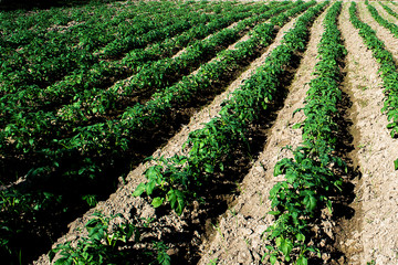 Planting potatoes in Thailand, Potato seedlings, Potato fields,Green leaf potato leaves.