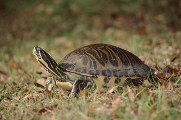 Peninsula Cooter Turtle (Pseudemys Peninsularis)