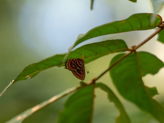 ニシキシジミタテハ属（Sarota acanthoides）