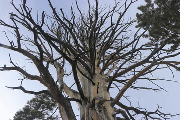 Yosemite and surrounds