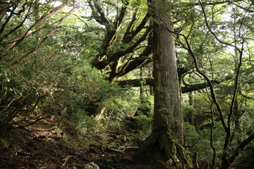 屋久島　苔むすジブリの森 白谷雲水峡