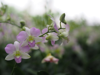 Orchid flower in garden at winter or spring day for postcard beauty and agriculture idea concept...