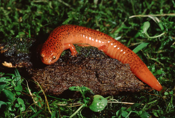 Red Salamander (Pseudotriton Ruber)