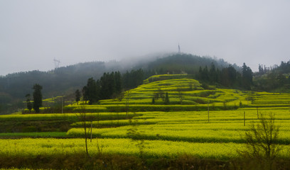 Canola field rapeseed flower field with morning fog in Luoping China.