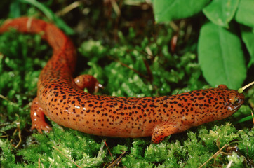 Red Salamander (Pseudotriton Ruber)