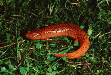 Red Salamander (Pseudotriton Ruber)