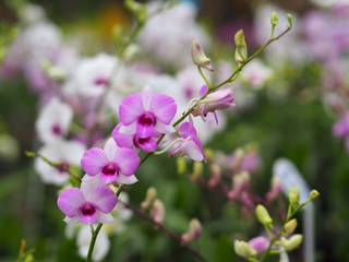 Orchid flower in garden at winter or spring day for postcard beauty and agriculture idea concept...