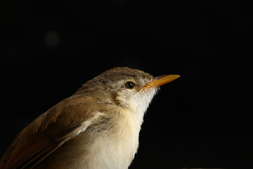 Plain Prinia bird (Prinia inomata) isolated on white background