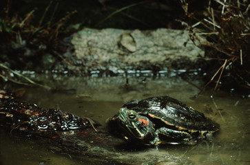 Red-Eared Slider Turtle (Trachemys Scripta Elegans)