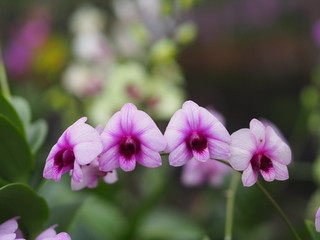 Orchid flower in garden at winter or spring day for postcard beauty and agriculture idea concept design. Vanda Orchid.