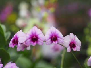 Orchid flower and green leaves background in the garden.