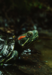 Red-Eared Slider Turtle (Trachemys Scripta Elegans)