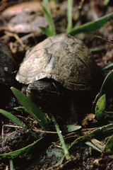 Stinkpot Turtle (Sternotherus Odoratus)