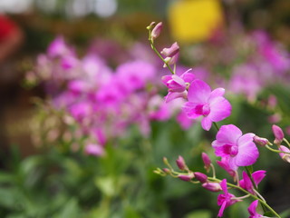 Orchid flower in garden at winter or spring day for postcard beauty and agriculture idea concept...