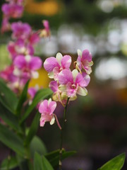 Fototapeta premium Orchid flower in garden at winter or spring day for postcard beauty and agriculture idea concept design. Vanda Orchid.