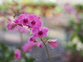 Orchid flower and green leaves background in the garden.