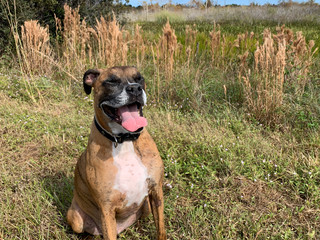 Dog plays fetch in a field