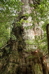 屋久島　苔むすジブリの森 白谷雲水峡