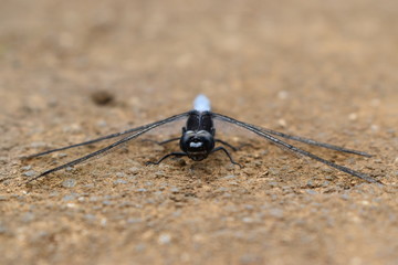 Picture of a dragonfly having some rest on the ground.